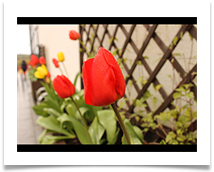 colourful spring - Gopal Krishnan Chinnaswamy